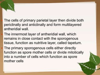  The cells of primary parietal layer then divide both
periclinally and anticlinally and form multilayered
antheridial wall.
 The innermost layer of antheridial wall, which
remains in close contact with the sporogenous
tissue, function as nutritive layer, called tapetum.
 The primary sporogenous cells either directly
function as spore mother cells or divide mitotically
into a number of cells which function as spore
mother cells
 