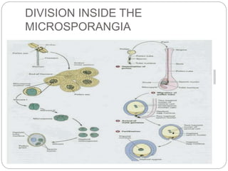 DIVISION INSIDE THE
MICROSPORANGIA
 