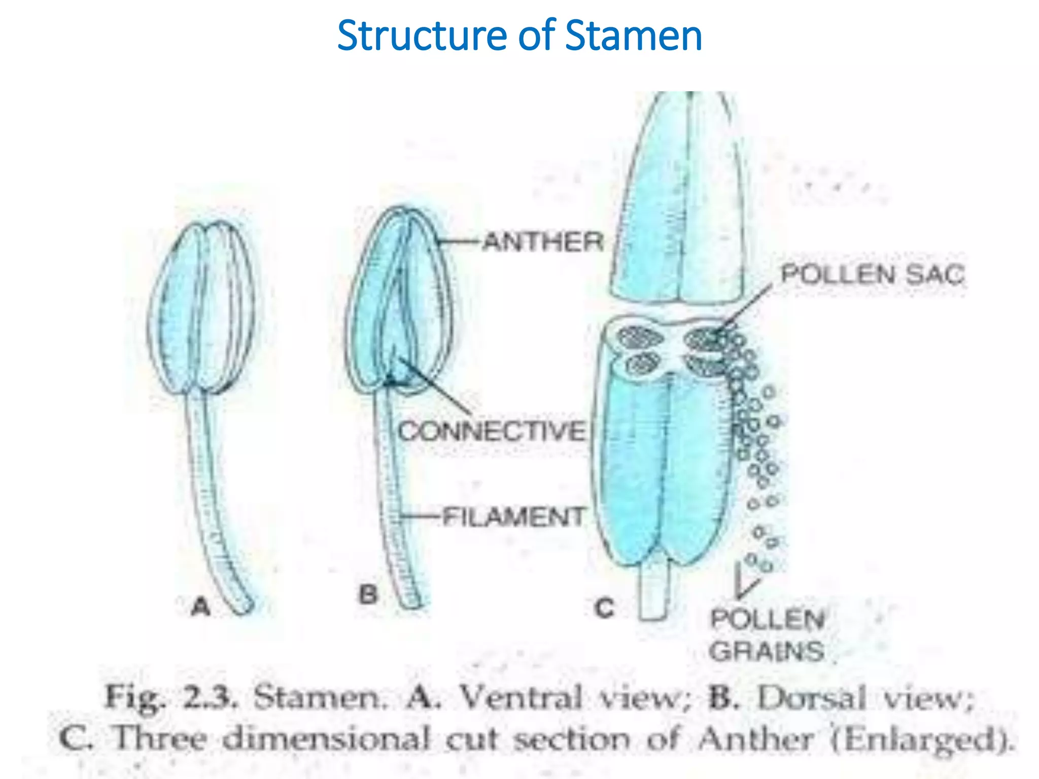 Structure of Stamen
 