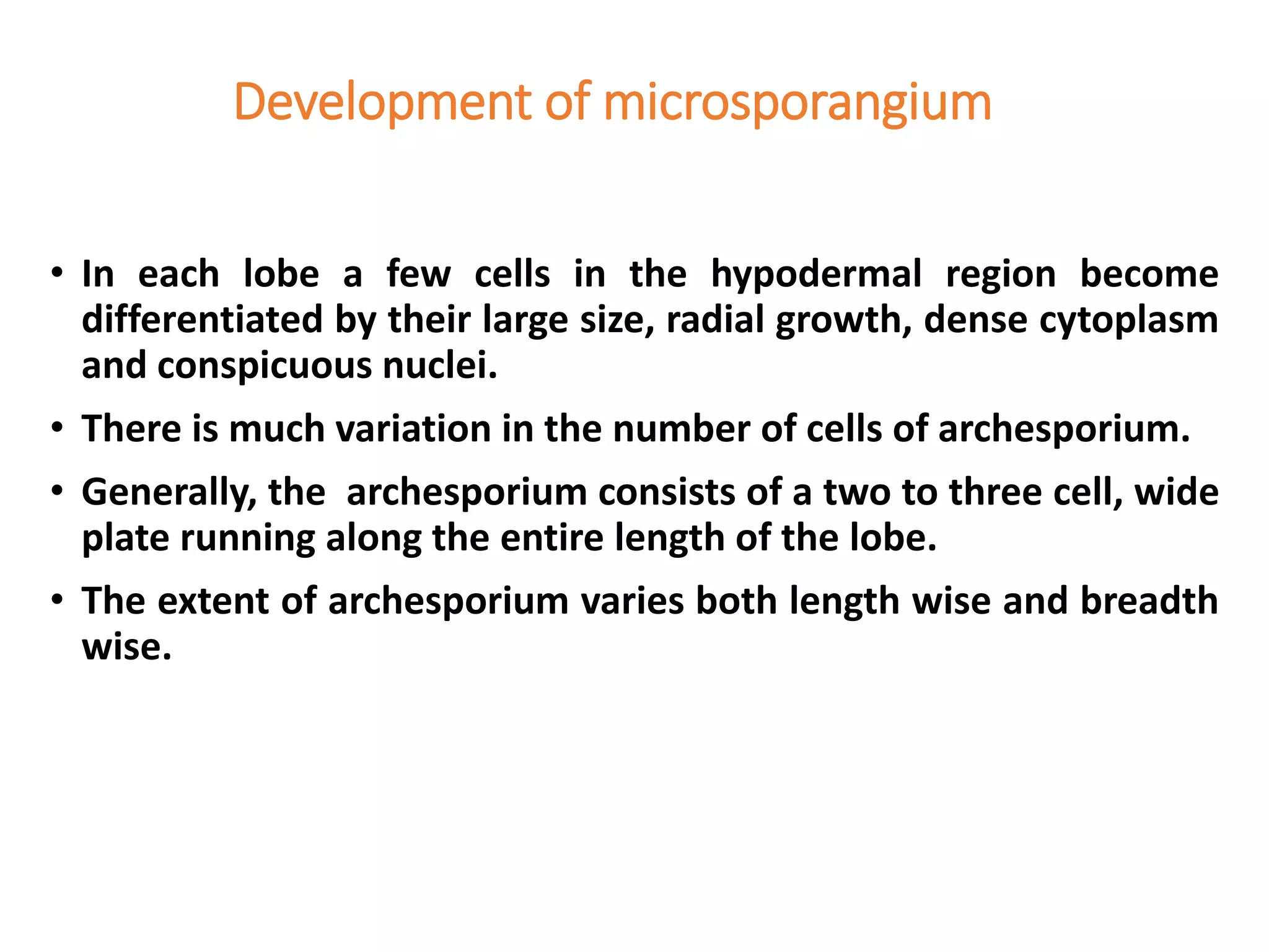 Development of microsporangium
• In each lobe a few cells in the hypodermal region become
differentiated by their large size, radial growth, dense cytoplasm
and conspicuous nuclei.
• There is much variation in the number of cells of archesporium.
• Generally, the archesporium consists of a two to three cell, wide
plate running along the entire length of the lobe.
• The extent of archesporium varies both length wise and breadth
wise.
 
