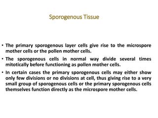 Sporogenous Tissue
• The primary sporogenous layer cells give rise to the microspore
mother cells or the pollen mother cells.
• The sporogenous cells in normal way divide several times
mitotically before functioning as pollen mother cells.
• In certain cases the primary sporogenous cells may either show
only few divisions or no divisions at cell, thus giving rise to a very
small group of sporogenous cells or the primary sporogenous cells
themselves function directly as the microspore mother cells.
 