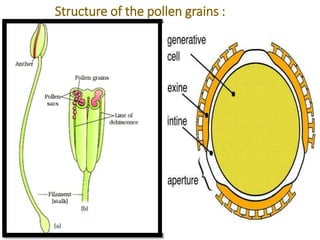 Structure of the pollen grains :
 