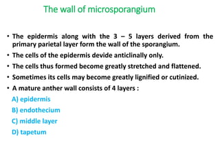 The wall of microsporangium
• The epidermis along with the 3 – 5 layers derived from the
primary parietal layer form the wall of the sporangium.
• The cells of the epidermis devide anticlinally only.
• The cells thus formed become greatly stretched and flattened.
• Sometimes its cells may become greatly lignified or cutinized.
• A mature anther wall consists of 4 layers :
A) epidermis
B) endothecium
C) middle layer
D) tapetum
 