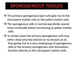 → The primary sporogenous layer cells give rise to the
microspore mother cells or the pollen mother cells.
→ The sporogenous cells in normal way divide several
times mitotically before functioning as pollen mother
cells.
→ In certain cases the primary sporogenous cells may
either show only few division or no division at all ,
thus giving rise to a very small group of sporogenous
cells or the primary sporogenous cells themselves
function directly as the microspore mother cells.
 