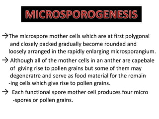 →The microspore mother cells which are at first polygonal
and closely packed gradually become rounded and
loosely arranged in the rapidly enlarging microsporangium.
→ Although all of the mother cells in an anther are capebale
of giving rise to pollen grains but some of them may
degeneratre and serve as food material for the remain
-ing cells which give rise to pollen grains.
→ Each functional spore mother cell produces four micro
-spores or pollen grains.
 