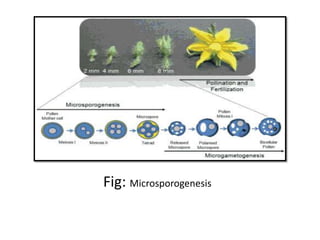 Fig: Microsporogenesis
 