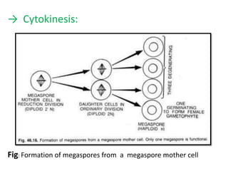 → Cytokinesis:
Fig: Formation of megaspores from a megaspore mother cell
 