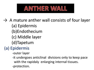 → A mature anther wall consists of four layer
(a) Epidermis
(b)Endothecium
(c) Middle layer
(d)Tapetum
(a) Epidermis
-outer layer
-it undergoes anticlinal divisions only to keep pace
with the rapidaly enlarging internal tissues.
-protection.
 