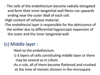 - The cells of the endothecium become radially elongated
and form their inner tangential wall fibres run upwards
ending near the outer Wall of each cell.
-High content of cellulose material.
-The endothecial layer is responsible for the dehiscence of
the anther due to differential hygroscopic expansion of
the outer and the inner tangential wall.
(c) Middle layer :
-Next to the endothecium.
-1-3 layers of cells constituting middle layer or there
may be several as in Lilium.
-As a rule, all of them become flattened and crushed
at the time of meiotic division in the microspore
 