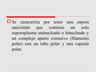  Se caracteriza por tener una espora
unicelular que contiene un solo
esporoplasma uninucleado o binucleado y
un complejo aparto extrusivo (filamento
polar) con un tubo polar y una capsula
polar.

 
