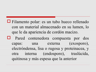  Filamento polar: es un tubo hueco rellenado
con un material almacenado en su lumen, lo
que le da apariencia de cordón macizo.
 Pared contenedora compuesta por dos
capas:
una
externa
(exosporo),
electróndensa, lisa o rugosa y proteinacea, y
otra interna (endosporo), traslúcida,
quitinosa y más espesa que la anterior

 