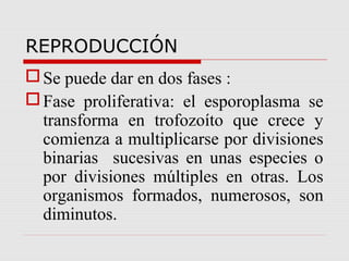 REPRODUCCIÓN
 Se puede dar en dos fases :
 Fase proliferativa: el esporoplasma se
transforma en trofozoíto que crece y
comienza a multiplicarse por divisiones
binarias sucesivas en unas especies o
por divisiones múltiples en otras. Los
organismos formados, numerosos, son
diminutos.

 