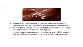 Microsporidia, ancyclostoma duodenale,necatar amrecanus, toxoplasma gondii Slide 8