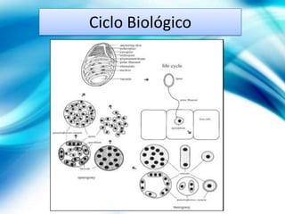 Ciclo Biológico
 