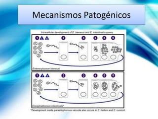 Mecanismos Patogénicos
 