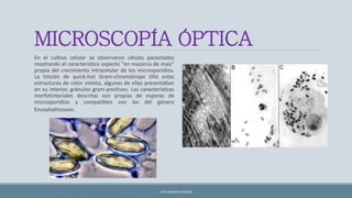MICROSCOPÍA ÓPTICA
En el cultivo celular se observaron células parasitadas
mostrando el característico aspecto "en mazorca de maíz"
propia del crecimiento intracelular de los microsporidios.
La tinción de quick-hot Gram-chromotrope tiñó estas
estructuras de color violeta, algunas de ellas presentaban
en su interior, gránulos gram-positivos. Las características
morfotintoriales descritas son propias de esporas de
microsporidios y compatibles con las del género
Encephalitozoon.
JUAN BURGOS ARAGÓN
 