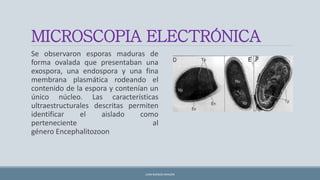 MICROSCOPIA ELECTRÓNICA
Se observaron esporas maduras de
forma ovalada que presentaban una
exospora, una endospora y una fina
membrana plasmática rodeando el
contenido de la espora y contenían un
único núcleo. Las características
ultraestructurales descritas permiten
identificar el aislado como
perteneciente al
género Encephalitozoon
JUAN BURGOS ARAGÓN
 