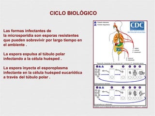 4
Las formas infectantes de
la microsporidia son esporas resistentes
que pueden sobrevivir por largo tiempo en
el ambiente .
La espora expulsa al túbulo polar
infectando a la célula huésped .
La espora inyecta el esporoplasma
infectante en la célula huésped eucariótica
a través del túbulo polar .
CICLO BIOLÓGICO
 
