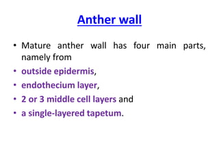 Anther wall
• Mature anther wall has four main parts,
namely from
• outside epidermis,
• endothecium layer,
• 2 or 3 middle cell layers and
• a single-layered tapetum.
 