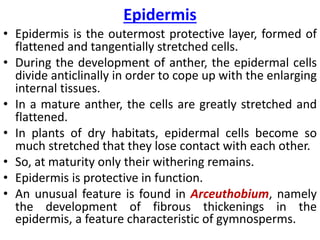 Epidermis
• Epidermis is the outermost protective layer, formed of
flattened and tangentially stretched cells.
• During the development of anther, the epidermal cells
divide anticlinally in order to cope up with the enlarging
internal tissues.
• In a mature anther, the cells are greatly stretched and
flattened.
• In plants of dry habitats, epidermal cells become so
much stretched that they lose contact with each other.
• So, at maturity only their withering remains.
• Epidermis is protective in function.
• An unusual feature is found in Arceuthobium, namely
the development of fibrous thickenings in the
epidermis, a feature characteristic of gymnosperms.
 