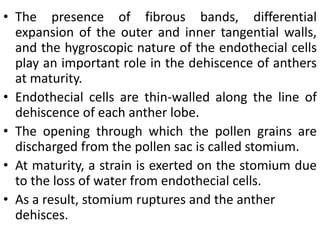 • The presence of fibrous bands, differential
expansion of the outer and inner tangential walls,
and the hygroscopic nature of the endothecial cells
play an important role in the dehiscence of anthers
at maturity.
• Endothecial cells are thin-walled along the line of
dehiscence of each anther lobe.
• The opening through which the pollen grains are
discharged from the pollen sac is called stomium.
• At maturity, a strain is exerted on the stomium due
to the loss of water from endothecial cells.
• As a result, stomium ruptures and the anther
dehisces.
 
