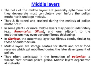 Middle layers
• The cells of the middle layers are generally ephemeral and
they degenerate most completely even before the pollen
mother cells undergo meiosis.
• They & flattened and crushed during the meiosis of pollen
mother cells.
• In some plants, or more middle layers may persist indefinitely
(e.g., Ranunculus, Lilium), and one adjacent to the
endothecium may even develop fibrous thickenings.
• In Gloriosa, the outermost layer has fibrous bands, similar to
those of endothecium.
• Middle layers are storage centres for starch and other food
reserves which get mobilized during the later development of
pollen.
• They often participate in the formation of pollenkitt, a
viscous coat around pollen grains. Middle layers degenerate
at maturity.
 