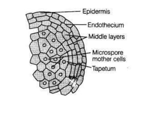 Microspore Development Structure Microsporogenesis | PPTX