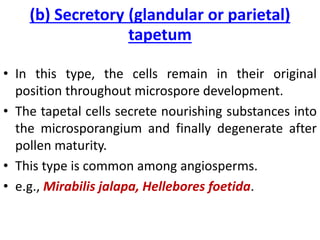 (b) Secretory (glandular or parietal)
tapetum
• In this type, the cells remain in their original
position throughout microspore development.
• The tapetal cells secrete nourishing substances into
the microsporangium and finally degenerate after
pollen maturity.
• This type is common among angiosperms.
• e.g., Mirabilis jalapa, Hellebores foetida.
 