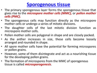 Sporogenous tissue
• The primary sporogenous layer forms the sporogenous tissue that
gives rise to the microspore mother cells (MMC), or pollen mother
cells (PMC).
• The sporogenous cells may function directly as the microspore
mother cells or undergo a series of mitotic divisions.
• The daughter cells of the last mitotic division function as
microspore mother cells.
• Pollen mother cells are polygonal in shape and are closely packed.
• As the anther increases in size, these cells become loosely
arranged and rounded in shape.
• All spore mother cells have the potential for forming microspores
or pollen grains.
• However, some of them disintegrate and act as a nourishing tissue
for the developing pollen grains.
• The formation of microspores from the MMC of sporogenous
tissue is called microsporogenesis.
 