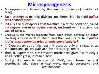 Microsporogenesis
• Microspores are formed by the meiotic (reduction) division of
MMC.
• Each undergoes meiotic division and forms four haploid pollen
cells or microspores
• Initially, the microspores exist together in a tetrad condition, called
microspore tetrad or pollen tetrad, enclosed within a common
wall of callose.
• Gradually, the micros separate from each other, develop an outer
covering around each of them, and then mature to four pollen
grains (microgametophytes or male gametophytes).
• In Cyperaceae, out of the four microspores, only one matures as
the functional pollen grain and the others degenerate.
• Thus, in Cyperaceae, a microspore mother cell gives rise to only a
single pollen grain, instead of four.
• During the meiotic division of MMC, wall formation and
cytokinesis take place in two ways, namely successive and
simultaneous.
 