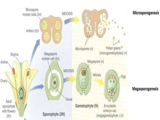 Microspore Development Structure Microsporogenesis | PPTX
