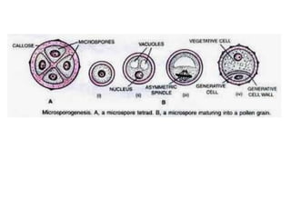 Microspore Development Structure Microsporogenesis | PPTX