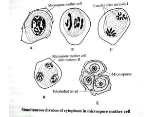 Microspore Development Structure Microsporogenesis | PPTX