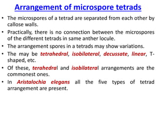 Arrangement of microspore tetrads
• The microspores of a tetrad are separated from each other by
callose walls.
• Practically, there is no connection between the microspores
of the different tetrads in same anther locule.
• The arrangement spores in a tetrads may show variations.
• The may be tetrahedral, isobilateral, decussate, linear, T-
shaped, etc.
• Of these, terahedral and isobilateral arrangements are the
commonest ones.
• In Aristalochia elegans all the five types of tetrad
arrangement are present.
 