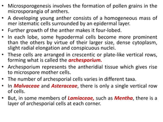 • Microsporogenesis involves the formation of pollen grains in the
microsporangia of anthers.
• A developing young anther consists of a homogeneous mass of
mer istematic cells surrounded by an epidermal layer.
• Further growth of the anther makes it four-lobed.
• In each lobe, some hypodermal cells become more prominent
than the others by virtue of their larger size, dense cytoplasm,
slight radial elongation and conspicuous nuclei.
• These cells are arranged in crescentic or plate-like vertical rows,
forming what is called the archesporium.
• Archesporium represents the antheridial tissue which gives rise
to microspore mother cells.
• The number of archesporial cells varies in different taxa.
• In Malvaceae and Asteraceae, there is only a single vertical row
of cells.
• But, in some members of Lamiaceae, such as Mentha, there is a
layer of archesporial cells at each corner.
 