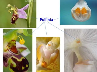 • Pollinia
 