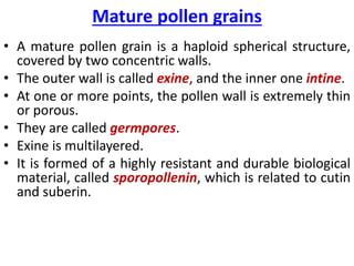 Mature pollen grains
• A mature pollen grain is a haploid spherical structure,
covered by two concentric walls.
• The outer wall is called exine, and the inner one intine.
• At one or more points, the pollen wall is extremely thin
or porous.
• They are called germpores.
• Exine is multilayered.
• It is formed of a highly resistant and durable biological
material, called sporopollenin, which is related to cutin
and suberin.
 