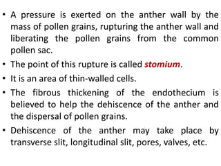 • A pressure is exerted on the anther wall by the
mass of pollen grains, rupturing the anther wall and
liberating the pollen grains from the common
pollen sac.
• The point of this rupture is called stomium.
• It is an area of thin-walled cells.
• The fibrous thickening of the endothecium is
believed to help the dehiscence of the anther and
the dispersal of pollen grains.
• Dehiscence of the anther may take place by
transverse slit, longitudinal slit, pores, valves, etc.
 