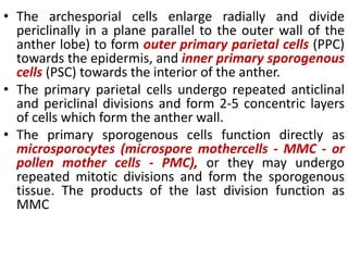 • The archesporial cells enlarge radially and divide
periclinally in a plane parallel to the outer wall of the
anther lobe) to form outer primary parietal cells (PPC)
towards the epidermis, and inner primary sporogenous
cells (PSC) towards the interior of the anther.
• The primary parietal cells undergo repeated anticlinal
and periclinal divisions and form 2-5 concentric layers
of cells which form the anther wall.
• The primary sporogenous cells function directly as
microsporocytes (microspore mothercells - MMC - or
pollen mother cells - PMC), or they may undergo
repeated mitotic divisions and form the sporogenous
tissue. The products of the last division function as
MMC
 