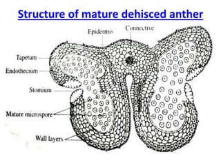 Structure of mature dehisced anther
 