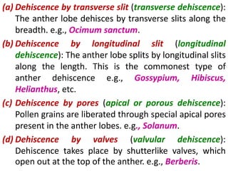 (a) Dehiscence by transverse slit (transverse dehiscence):
The anther lobe dehisces by transverse slits along the
breadth. e.g., Ocimum sanctum.
(b) Dehiscence by longitudinal slit (longitudinal
dehiscence): The anther lobe splits by longitudinal slits
along the length. This is the commonest type of
anther dehiscence e.g., Gossypium, Hibiscus,
Helianthus, etc.
(c) Dehiscence by pores (apical or porous dehiscence):
Pollen grains are liberated through special apical pores
present in the anther lobes. e.g., Solanum.
(d) Dehiscence by valves (valvular dehiscence):
Dehiscence takes place by shutterlike valves, which
open out at the top of the anther. e.g., Berberis.
 