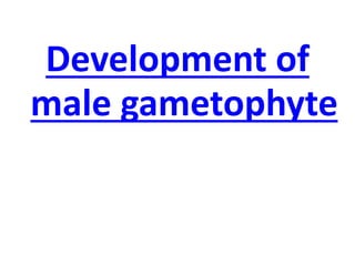 Development of
male gametophyte
 