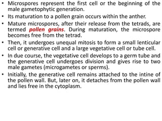 • Microspores represent the first cell or the beginning of the
male gametophytic generation.
• Its maturation to a pollen grain occurs within the anther.
• Mature microspores, after their release from the tetrads, are
termed pollen grains. During maturation, the microspore
becomes free from the tetrad.
• Then, it undergoes unequal mitosis to form a small lenticular
cell or generative cell and a large vegetative cell or tube cell.
• In due course, the vegetative cell develops to a germ tube and
the generative cell undergoes division and gives rise to two
male gametes (microgametes or sperms).
• Initially, the generative cell remains attached to the intine of
the pollen wall. But, later on, it detaches from the pollen wall
and lies free in the cytoplasm.
 