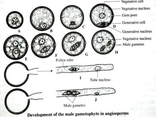 Microspore Development Structure Microsporogenesis | PPTX