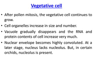 Vegetative cell
• After pollen mitosis, the vegetative cell continues to
grow.
• Cell organelles increase in size and number.
• Vacuole gradually disappears and the RNA and
protein contents of cell increase very much.
• Nuclear envelope becomes highly convoluted. At a
later stage, nucleus lacks nucleolus. But, in certain
orchids, nucleolus is present.
 