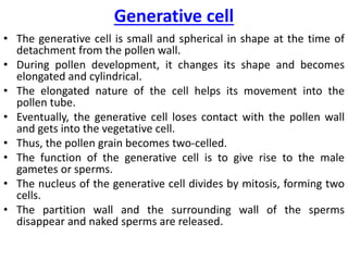 Generative cell
• The generative cell is small and spherical in shape at the time of
detachment from the pollen wall.
• During pollen development, it changes its shape and becomes
elongated and cylindrical.
• The elongated nature of the cell helps its movement into the
pollen tube.
• Eventually, the generative cell loses contact with the pollen wall
and gets into the vegetative cell.
• Thus, the pollen grain becomes two-celled.
• The function of the generative cell is to give rise to the male
gametes or sperms.
• The nucleus of the generative cell divides by mitosis, forming two
cells.
• The partition wall and the surrounding wall of the sperms
disappear and naked sperms are released.
 