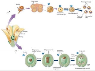 Microsporogenesis