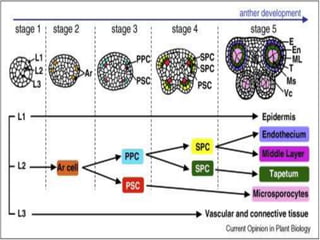 Microspore Development Structure Microsporogenesis | PPTX