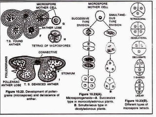 Microspore Slide