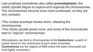 Late prophase (sometimes also called prometaphase), the
mitotic spindle begins to capture and organize the chromosomes.
The chromosomes become even more condensed, so they are
very compact.
•The nuclear envelope breaks down, releasing the
chromosomes.
•The mitotic spindle grows more, and some of the microtubules
start to “capture” chromosomes.
•Microtubules can bind to chromosomes at the kinetochore, a patch of
protein found on the centromere of each sister chromatid.
(Centromeres are the regions of DNA where the sister chromatids are
most tightly connected.)
 
